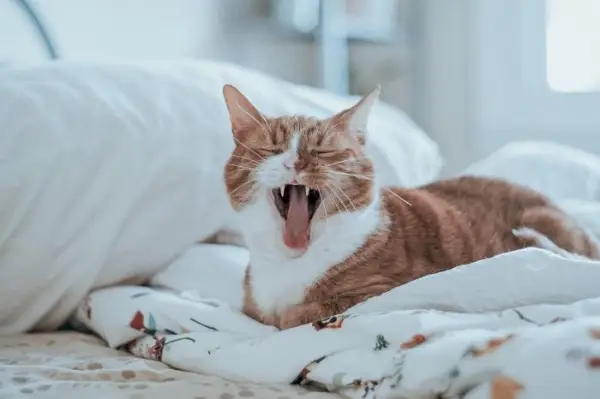 Imagen de un gato con la boca ligeramente abierta, mostrando sus dientes y lengua.