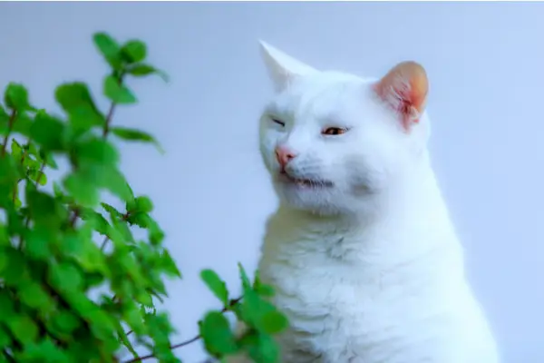 Gato blanco estornudando junto a una planta verde