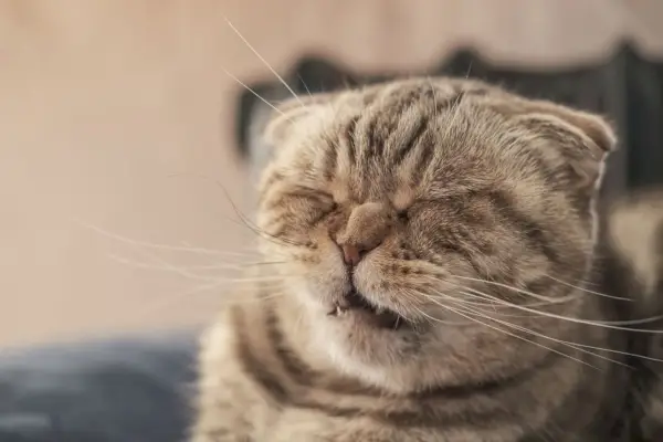 Gato Scottish Fold fofo com uma expressão parecida com essa