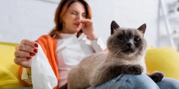 Gatto vicino a una donna che starnutisce