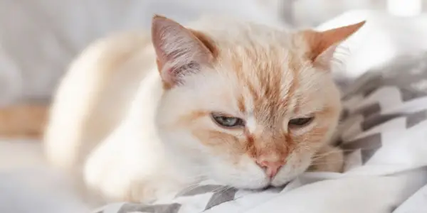 Binnenlandse kat rustend op een bed.