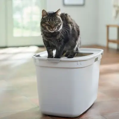 Frisco Katzentoilette mit oberem Zugang