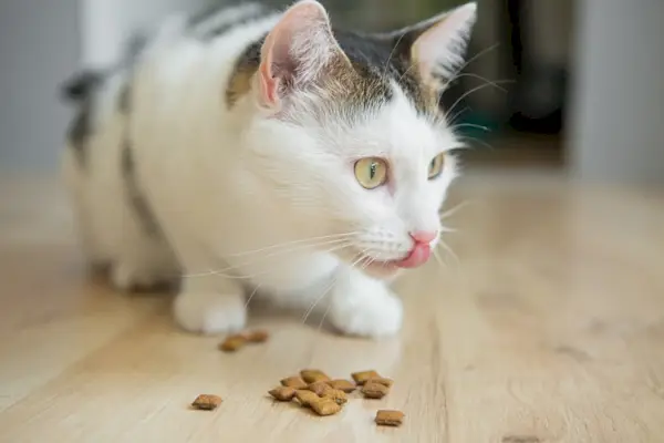 gatto che mangia dolcetti con la lingua di fuori