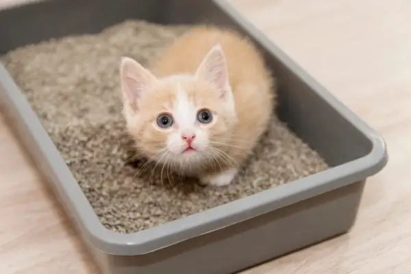 Katzentoilette_Nadya Buyanowa, Shutterstock