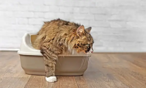 Katze verlässt die Katzentoilette