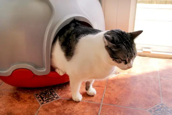 Woher wissen Katzen, dass sie eine Katzentoilette benutzen sollen? Die überraschende Antwort