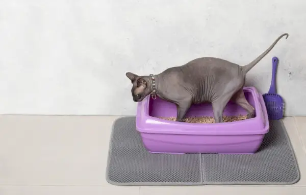 chat sphynx sur un tapis de litière pour chat