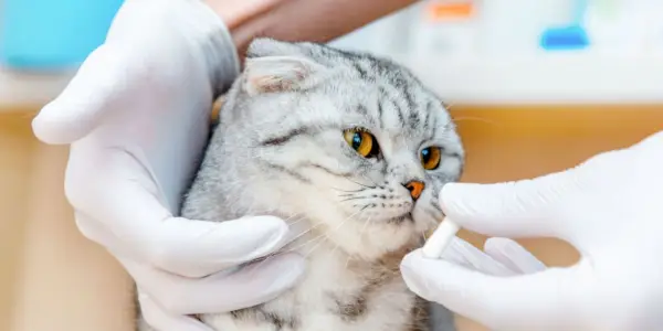 Le vétérinaire donne des médicaments à un chat