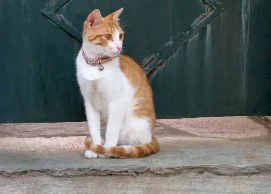 Katze sitzt mit Glockenhalsband