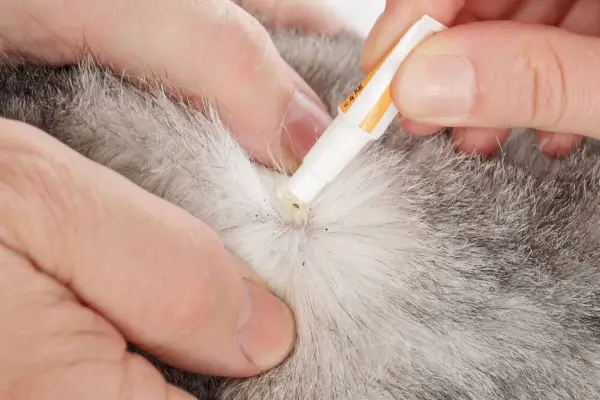 applicare un trattamento antipulci spot-on in un gatto