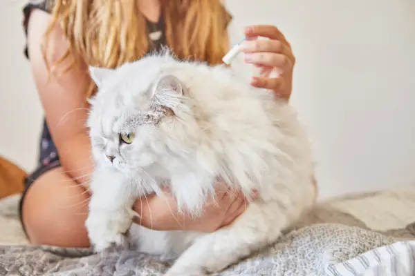 Propietario aplicando un tratamiento antipulgas a un gato