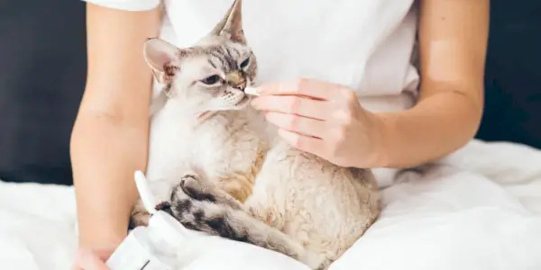 Das Bild veranschaulicht den Prozess der Verabreichung einer Pille an eine Katze und bietet Einblicke in die Techniken und Strategien, die eingesetzt werden können, um eine erfolgreiche Medikamentenverabreichung sicherzustellen und gleichzeitig dem Komfort und der Zusammenarbeit der Katze Vorrang zu geben