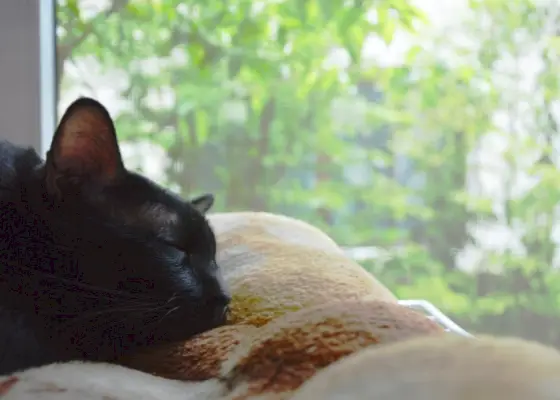 Bild einer zufriedenen Katze, die friedlich am Fenster schläft