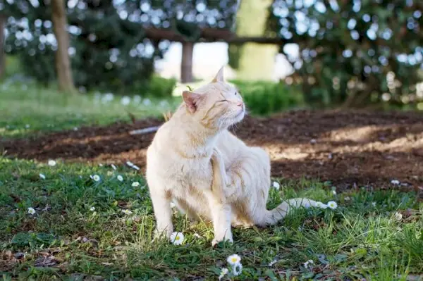 Et billede af en kat, der er i gang med at klø