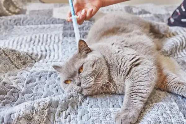 Een afbeelding met de juiste doseringsinformatie voor Bravecto, een veelgebruikt vlooien- en tekenmedicijn voor katten