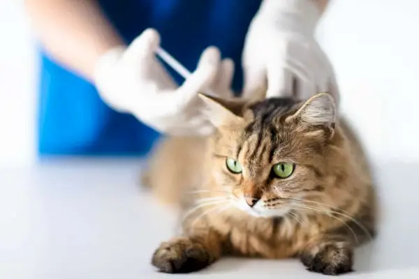 Cerenia voor katten: hoe het werkt, bijwerkingen en meer