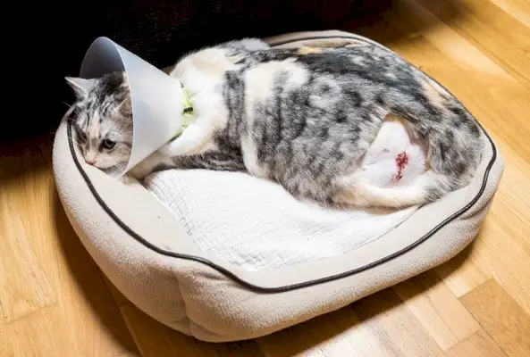 Image représentant un chat en convalescence après une opération chirurgicale avec une blessure à la jambe.