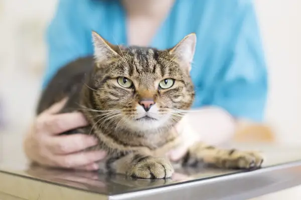 Image représentant un vétérinaire interagissant avec un chat de compagnie lors d'une visite vétérinaire.