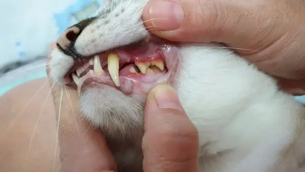 Imagem ilustrando problemas dentários em gatos.