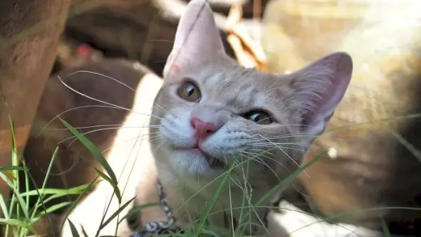 Effetti collaterali dell'omeprazolo nei gatti