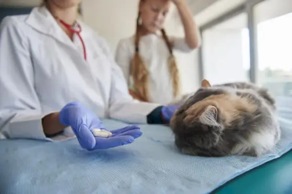 Obrázek zobrazující veterináře diskutujícího o předpisu Clavamoxu pro kočku.