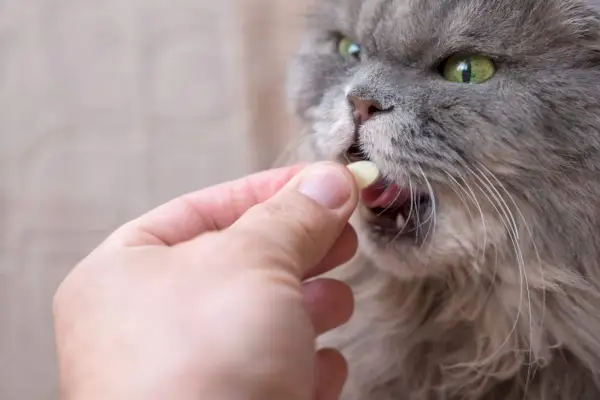 Stor grå katt som får tillegg