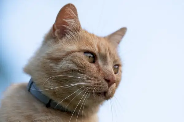 Um gato usando uma coleira contra carrapatos, demonstrando medidas preventivas para proteção contra carrapatos e doenças transmitidas por carrapatos em felinos.