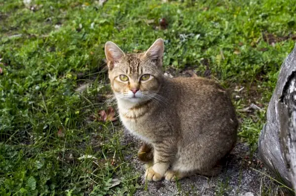 この猫種の独特の毛並みを示す、くすぐったトラ猫。