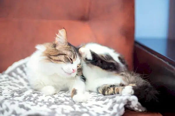 Un chat qui démange, illustrant l'inconfort que peuvent entraîner des problèmes de peau ou des allergies chez les félins.