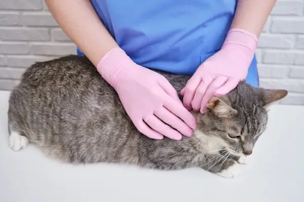 Aplicación de medicamento contra las garrapatas en un gato, un paso crucial para prevenir las infestaciones por garrapatas y los problemas de salud relacionados en los felinos.