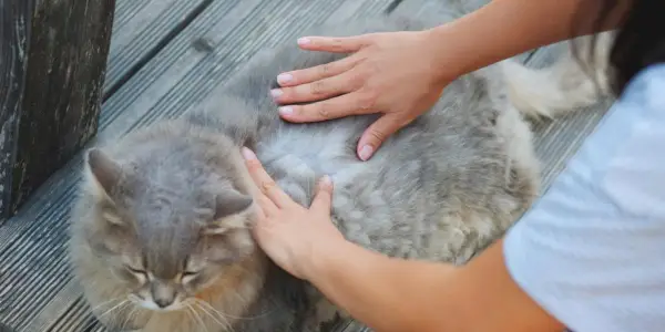 Een kat met vlooien, waarbij het belang van vlooienpreventie en -behandeling voor de gezondheid van katten wordt benadrukt.