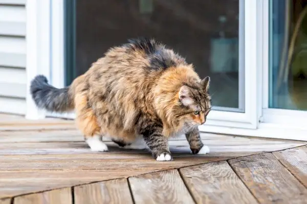 Chat à l'air raide et gros sur une terrasse