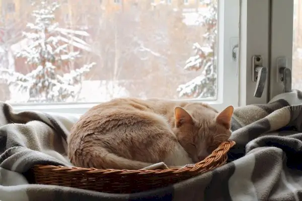 Un gato rojo duerme en una canasta cerca de la ventana.