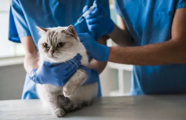 O pisică drăguță cu ochi albaștri stă întinsă pe masă în timp ce medicii veterinari fac o injecție