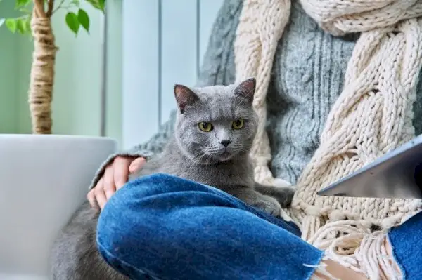 주인 근처에서 햇볕을 쬐고 있는 고양이 클로즈업