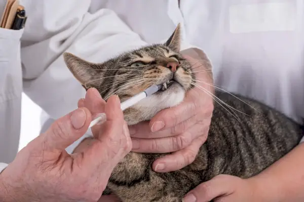 pisica tabby care primește un medicament