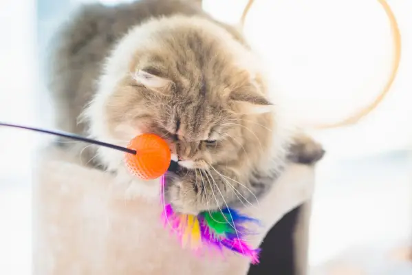 Perzische kat speelt energiek met speelgoed op een kattentoren