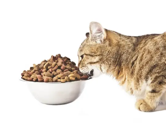 Probiotique Fortiflora pour chats : présentation, posologie et effets secondaires