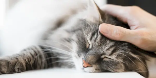 Chat serein et tranquille se reposant paisiblement, dégageant un sentiment de calme et de détente dans son environnement.