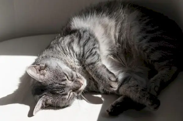 gatto che dorme con la luce del sole