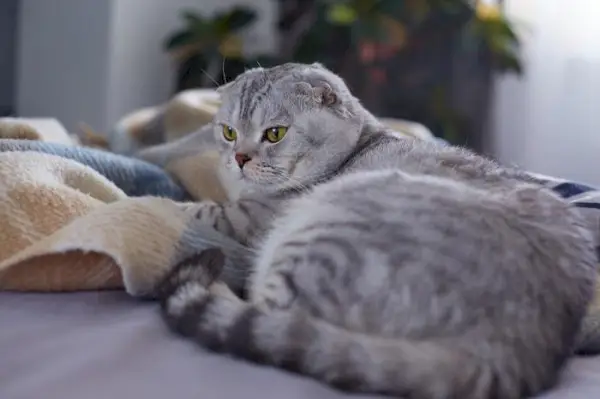 gato sentado en la cama con una manta