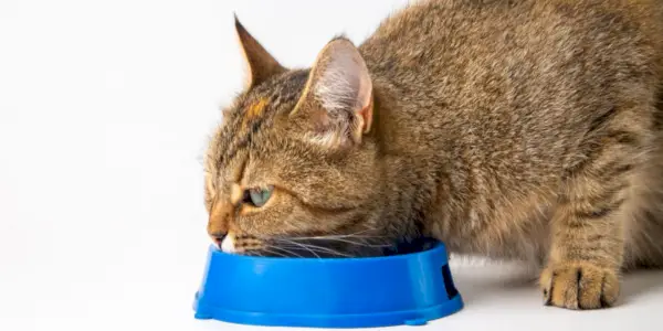 Gato comiendo de un cuenco azul