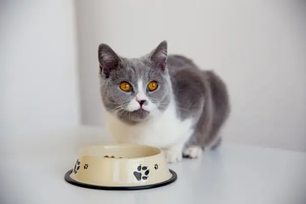 Lindo gato comiendo de un tazón