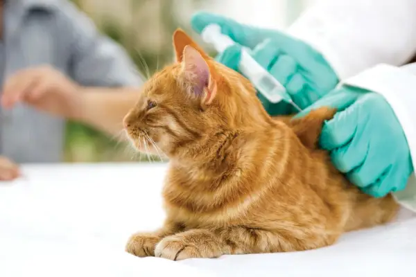 vétérinaire donnant le vaccin au chat