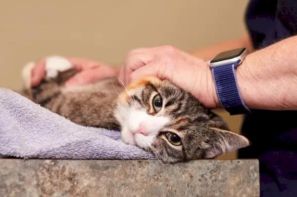 chat vérifiant par le vétérinaire