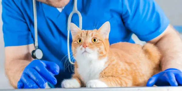 Un chat qui souffre, soulignant la nécessité de traiter et de soulager l'inconfort et les problèmes de santé félins.