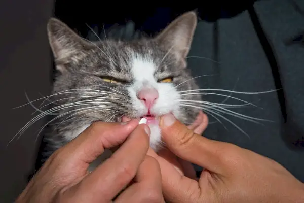 Katzenmedikamente gegen Schmerzen, wobei der Einsatz von Arzneimitteln zur Linderung von Katzenbeschwerden und zur Förderung ihres Wohlbefindens im Vordergrund steht.