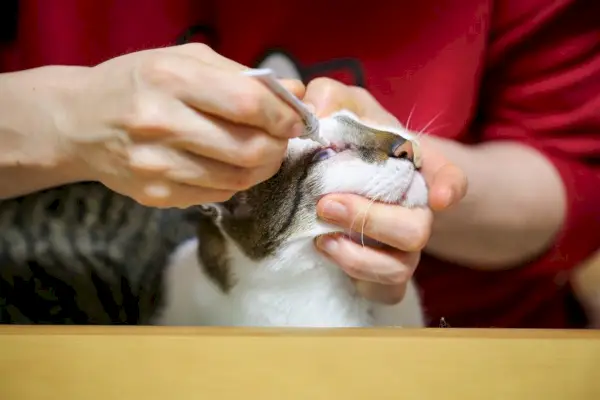 Kediler için Terramycin: Kedi sahibi kedisine göz merhemi sürüyor