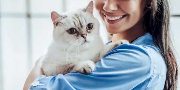 Veterinário segurando suavemente um gato calmo e contente.