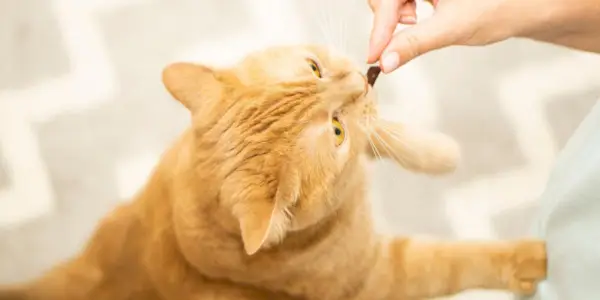 L-lysine pour chats : présentation, posologie et effets secondaires